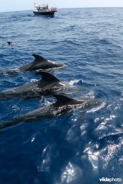 Indische Grienden voor de kust van La Gomera, Canarische Eilanden.