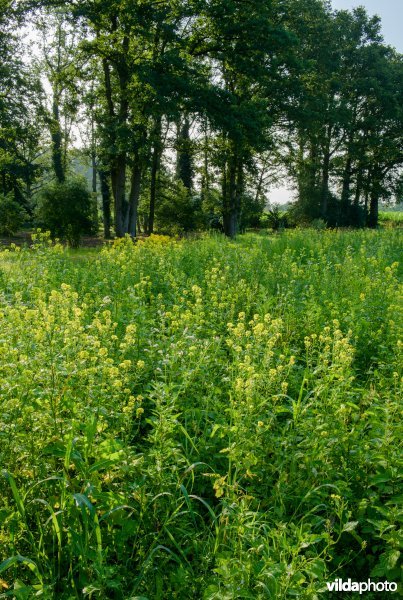 Landgoed Reuversweerd