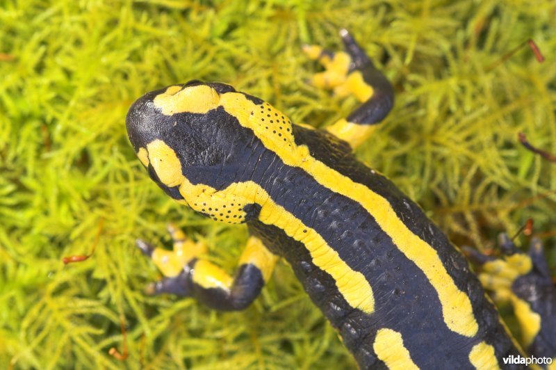 Vuursalamander