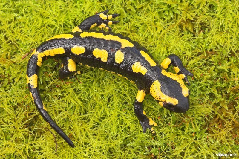 Vuursalamander