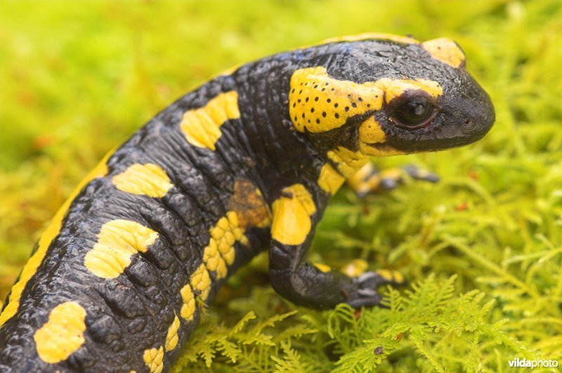 Vuursalamander