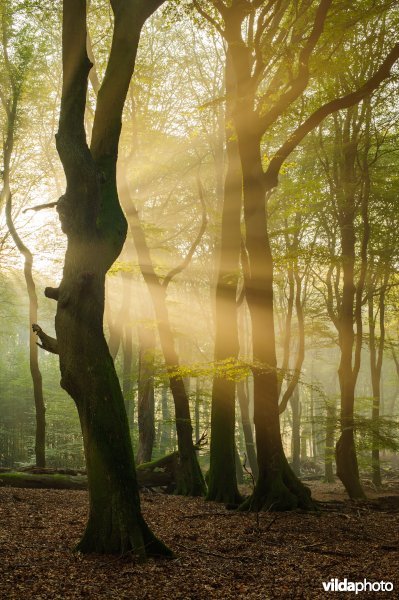 Zonneharp in beukenbos