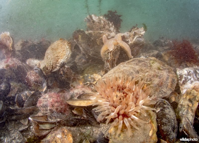 Oesterbank met Gewone of Platte oester