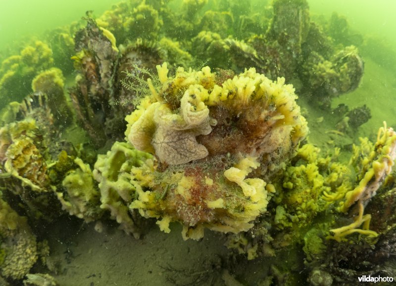 Oesterbank met Japanse oester