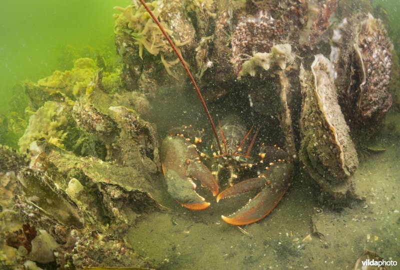 Oesterbank met Japanse oester en Europese kreeft