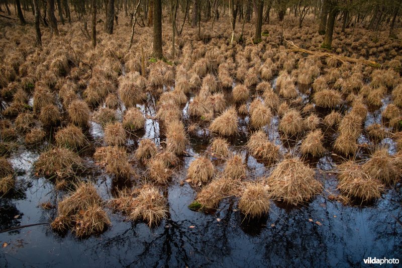 Pijpenstrootje