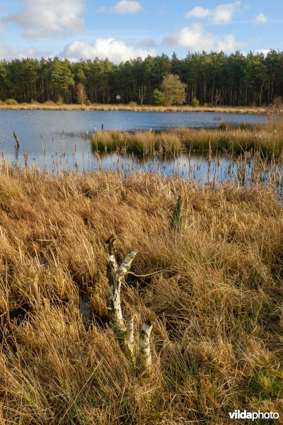 Dwingelderveld