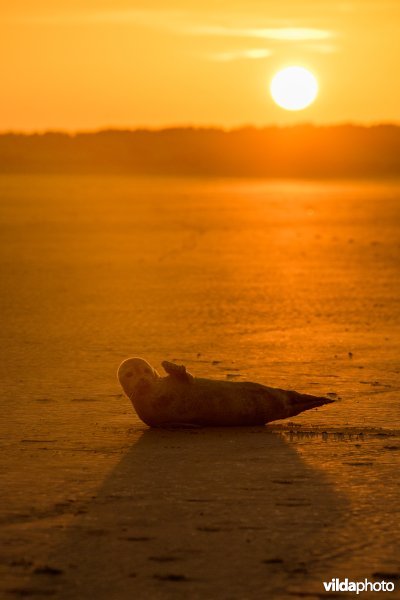 Zeehond op de Balg, Schiermonnikoog
