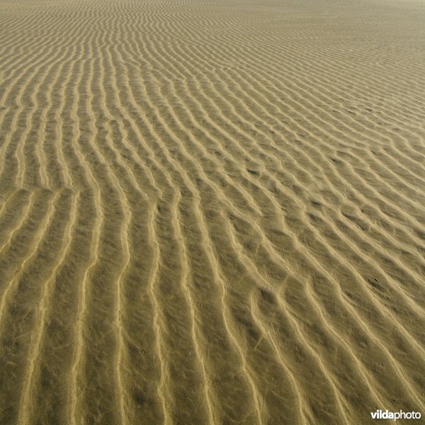 De Balg, Schiermonnikoog