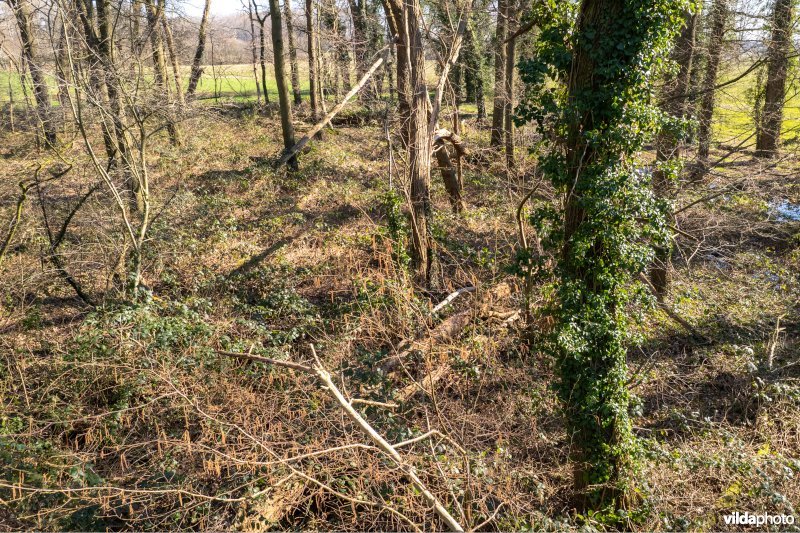 Leembos in Het Groene Woud