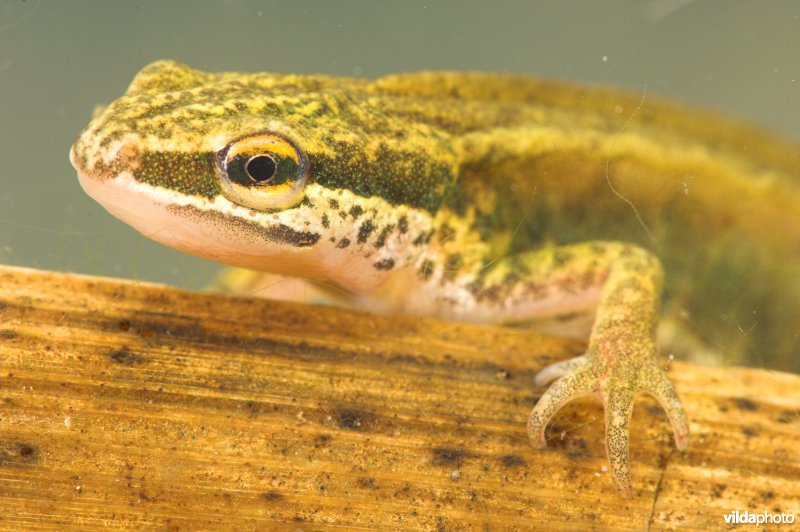 Vinpootsalamander