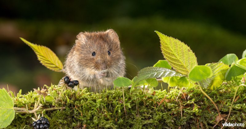 Rosse woelmuis