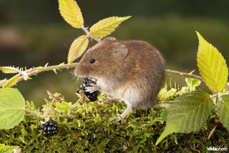 Rosse woelmuis
