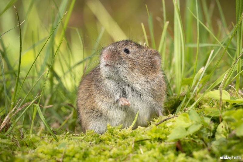 Aardmuis