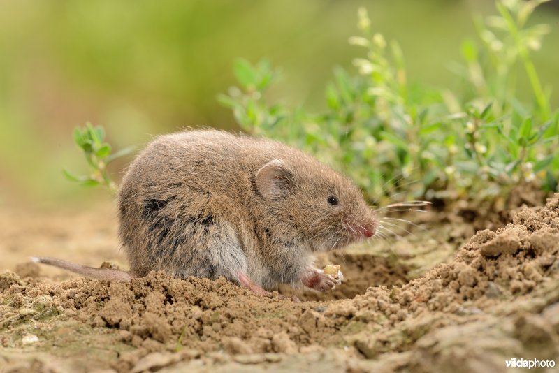 Ondergrondse woelmuis