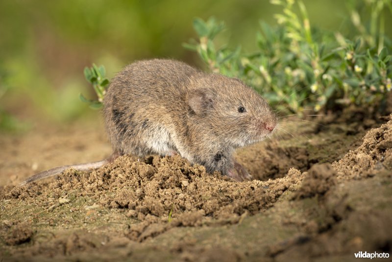 Ondergrondse woelmuis