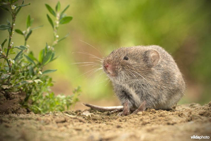 Ondergrondse woelmuis