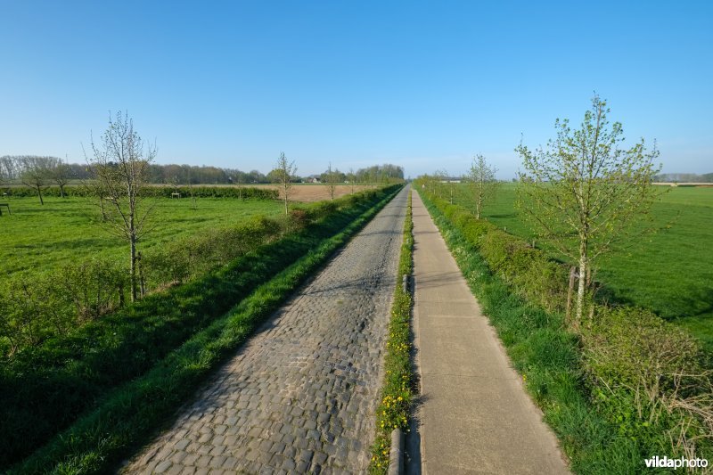 Gemengde haag met solitairen