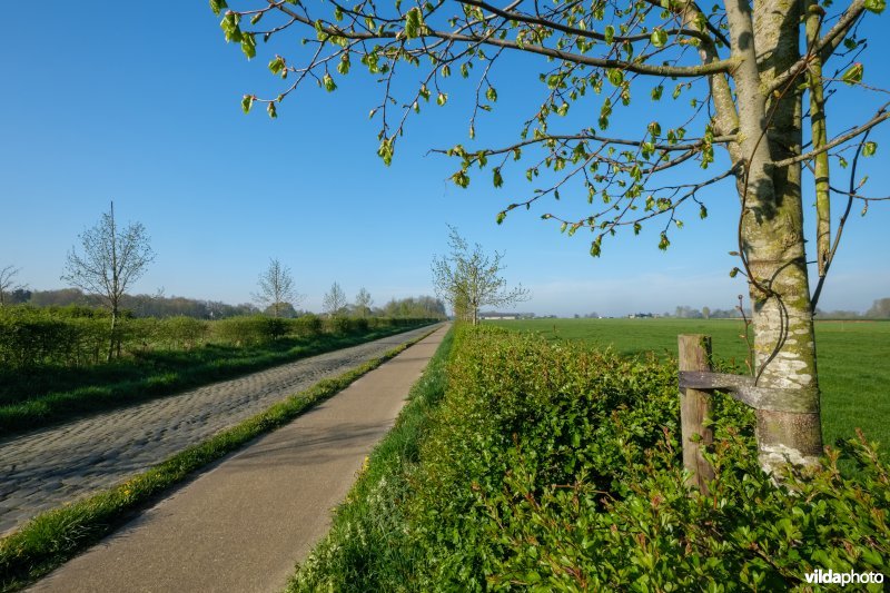 Gemengde haag met solitairen