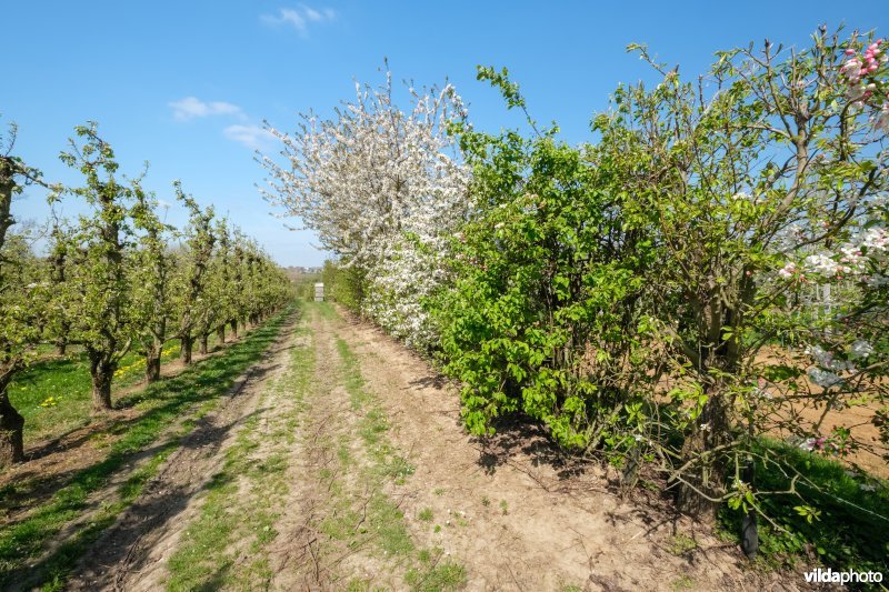 Gemengde haag met perelaar