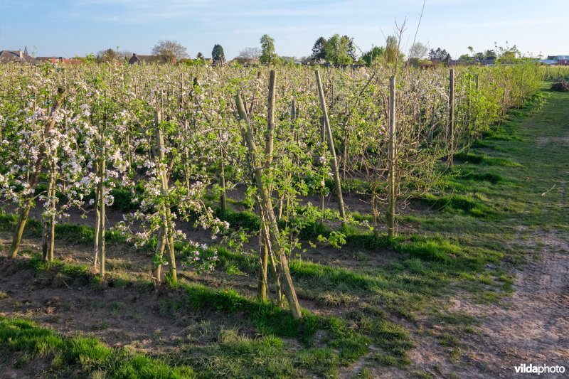 Kopbomen