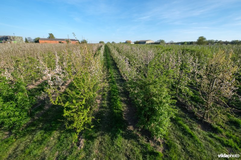 Kopbomen