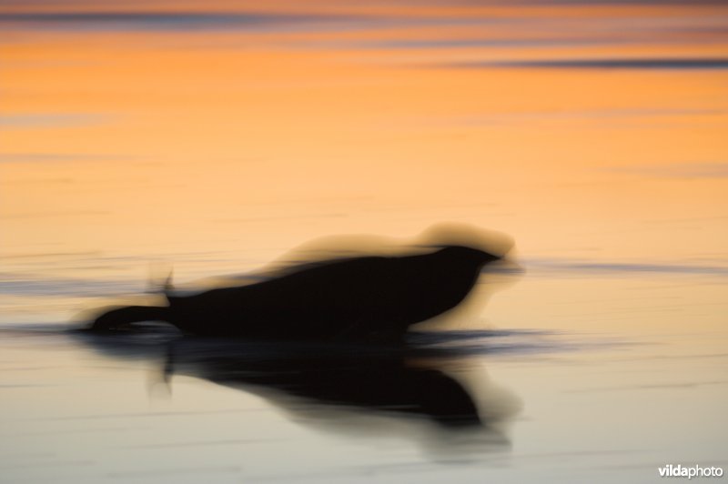 Waggelende Grijze zeehond op het wad