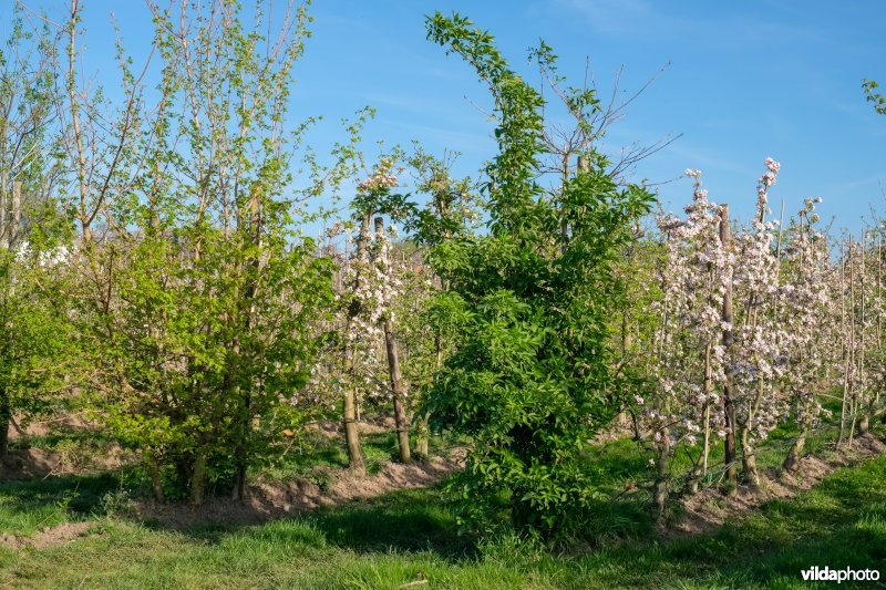 Kopbomen