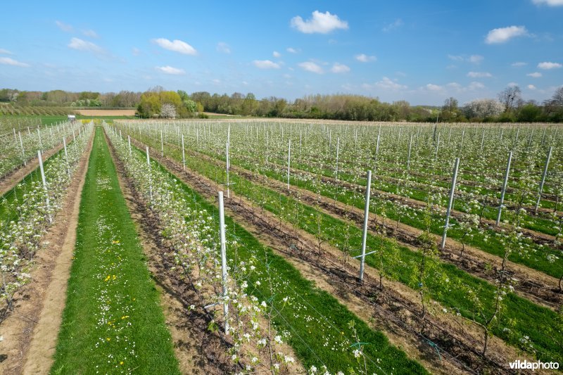 Gefaseerd maaibeheer