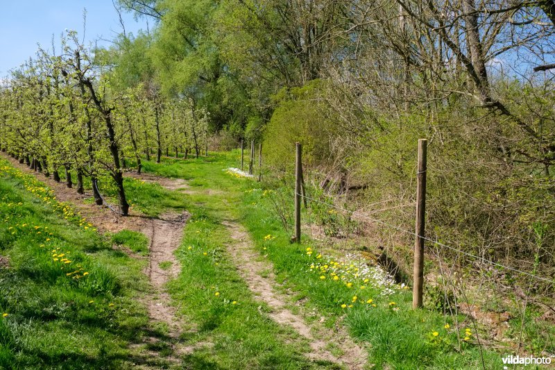 Berm aan de Herk