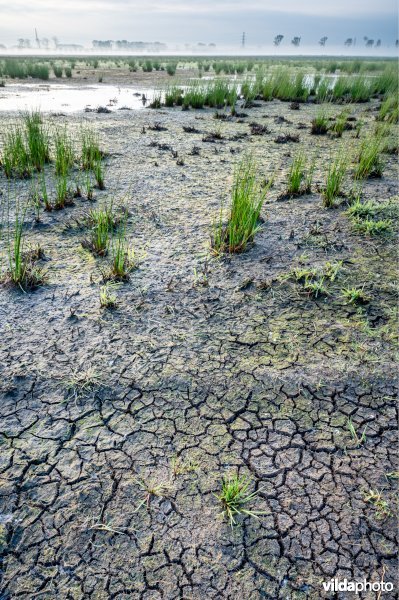 Geplagd blauwgrasland