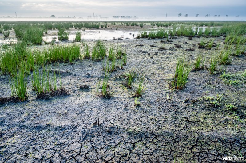 Geplagd blauwgrasland