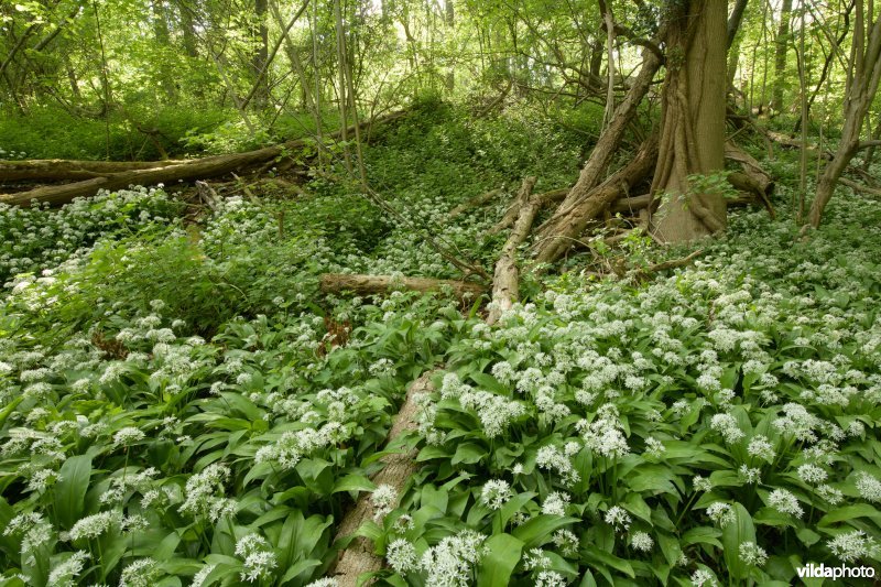 Savelsbos, Zuid-Limburg