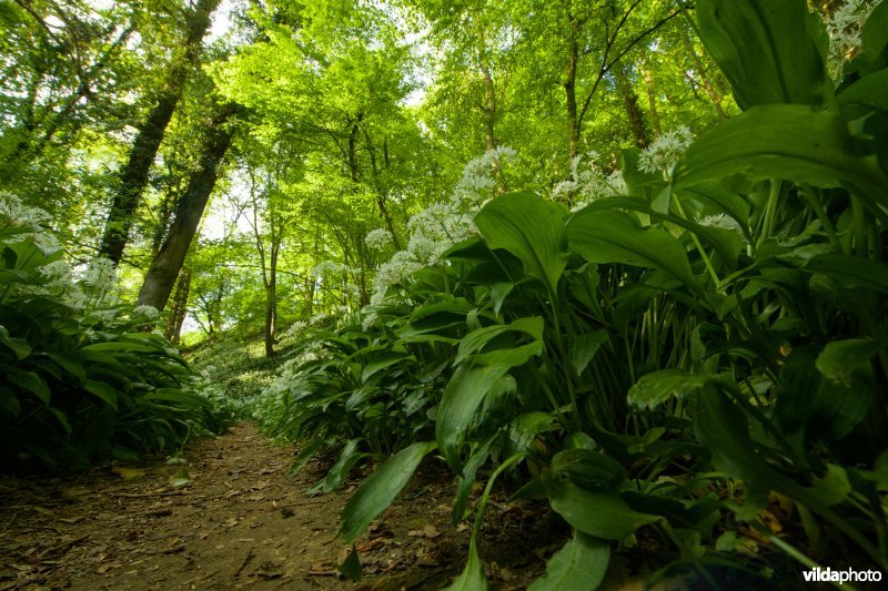 Savelsbos, Zuid-Limburg