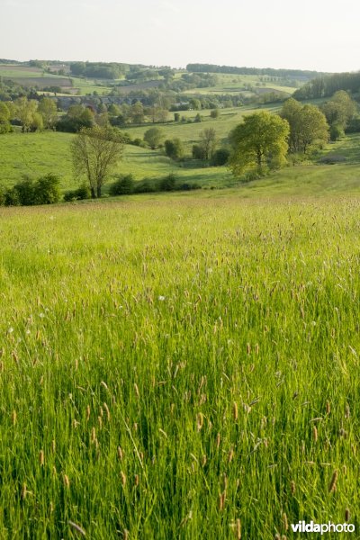 Landschap