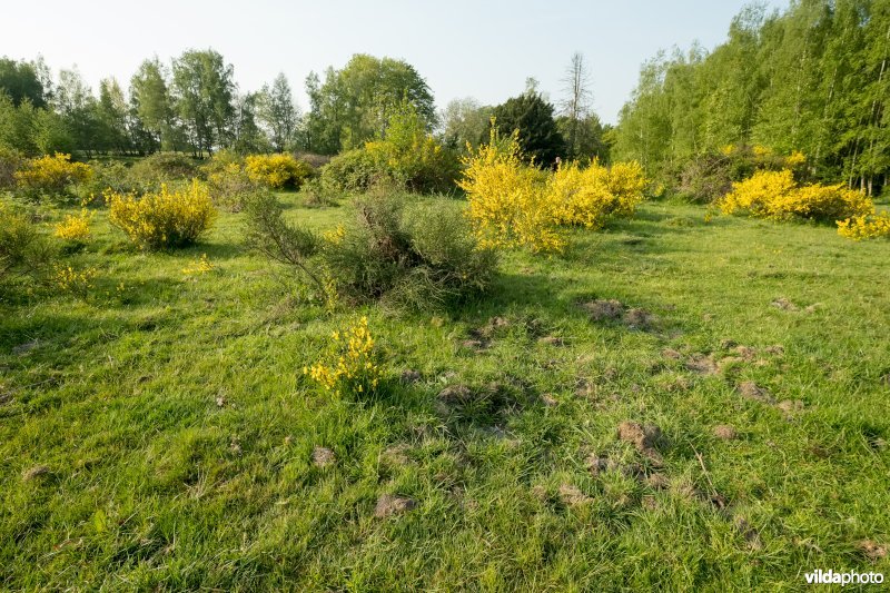 Schophemerheide