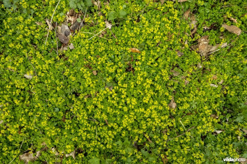 Goudveil in een bronzone