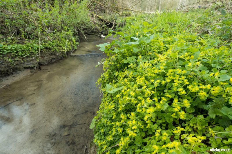 Goudveil naast een beekje