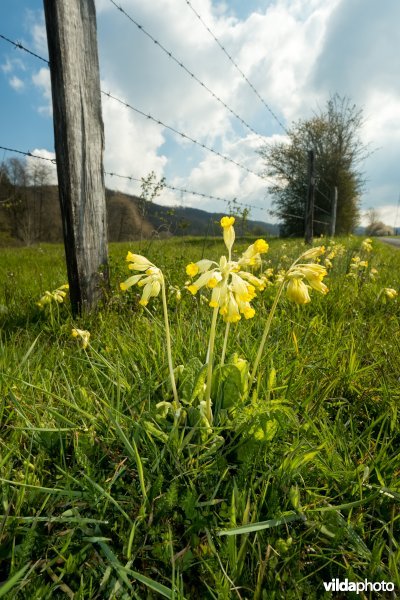 Gulden sleutelbloem