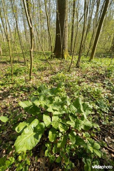 Rijke voorjaarsflora in een valleibos