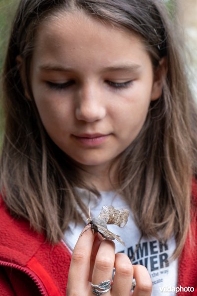 Meisje bewondert nachtvlinders