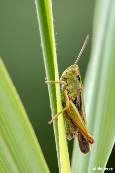 Wekkertje