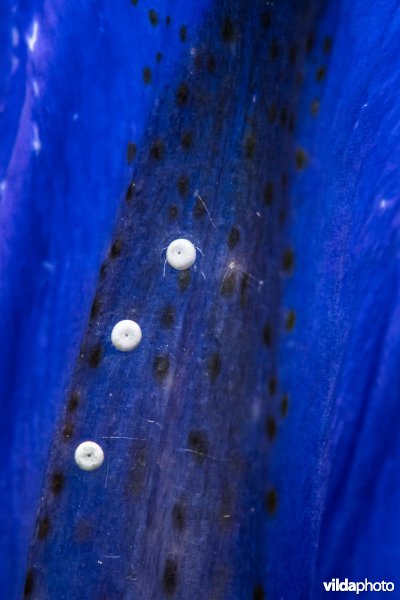 Eitjes van een gentiaanblauwtje