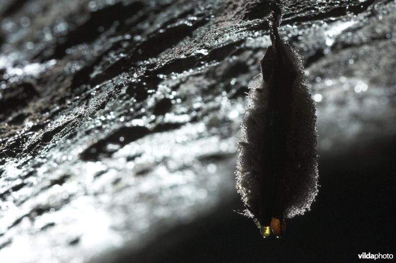 Ingekorven vleermuis