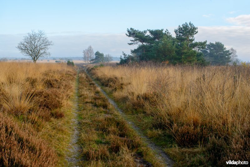 Pijpenstrootje domineert vergraste heide