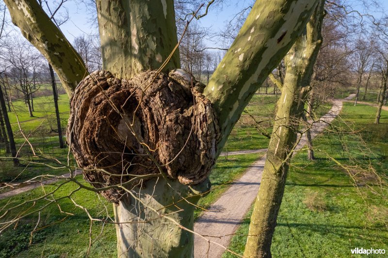 Plataan met vergroeiing op takwonde