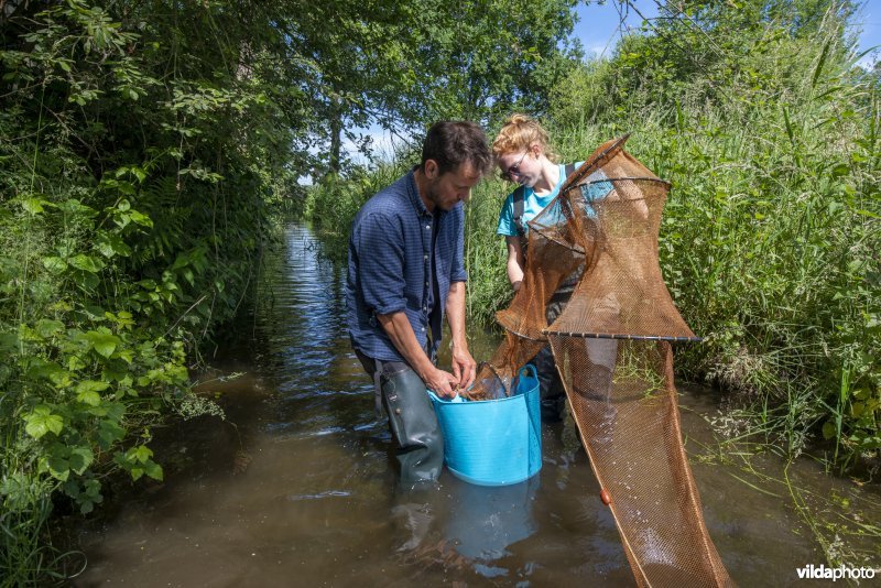 Onderzoek door het INBO naar de Noord-Aziatische modderkruiper