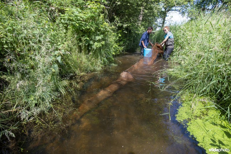 Onderzoek door het INBO naar de Noord-Aziatische modderkruiper