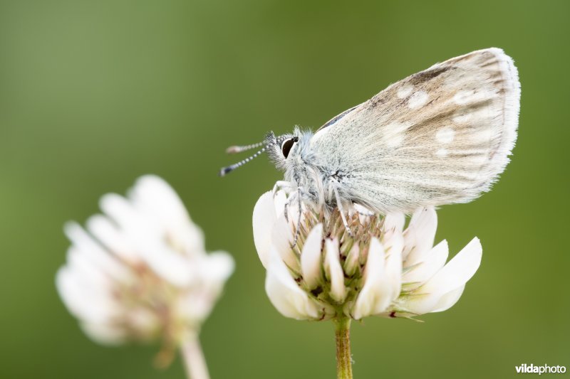 Alpenblauwtje
