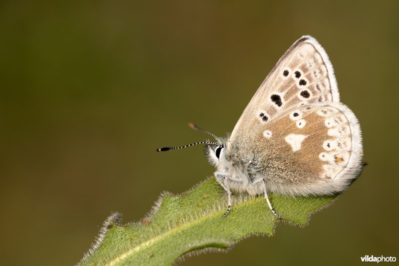 Noordelijk mansschildblauwtje